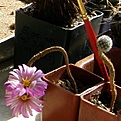 Нажмите на изображение для увеличения.

Название:	Gymnocactus_subterraneus_512x512.jpg
Просмотров:	166
Размер:	158.7 Кб
ID:	321068
