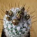 Нажмите на изображение для увеличения.

Название:	Gymnocactus_subterraneus_zaragozae_1512x512.jpg
Просмотров:	159
Размер:	200.5 Кб
ID:	321072