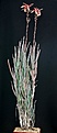 Нажмите на изображение для увеличения.

Название:	Aloe_isaloensis_IMG_8525.jpg
Просмотров:	185
Размер:	74.8 Кб
ID:	321080