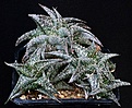 Нажмите на изображение для увеличения.

Название:	Aloe_descoingsii_ssp_augustina_IMG_8536.jpg
Просмотров:	185
Размер:	147.7 Кб
ID:	321081