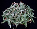 Нажмите на изображение для увеличения.

Название:	Aloe_descoingsii_IMG_8563.jpg
Просмотров:	175
Размер:	143.6 Кб
ID:	321082