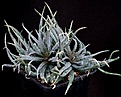Нажмите на изображение для увеличения.

Название:	Aloe_parvula_IMG_8583.jpg
Просмотров:	181
Размер:	132.6 Кб
ID:	321083
