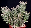 Нажмите на изображение для увеличения.

Название:	Aloe_juvenna_IMG_8596.jpg
Просмотров:	187
Размер:	206.0 Кб
ID:	321085