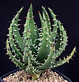 Нажмите на изображение для увеличения.

Название:	Aloe_melanacantha_IMG_8605.jpg
Просмотров:	197
Размер:	147.9 Кб
ID:	321086