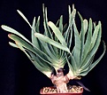 Нажмите на изображение для увеличения.

Название:	Aloe_plicatilis_IMG_8616.jpg
Просмотров:	177
Размер:	115.0 Кб
ID:	321088
