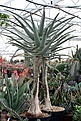 Нажмите на изображение для увеличения.

Название:	Aloe_dichotoma_IMG_8625.jpg
Просмотров:	179
Размер:	183.6 Кб
ID:	321089
