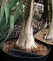 Нажмите на изображение для увеличения.

Название:	Aloe_dichotoma_IMG_8622.jpg
Просмотров:	179
Размер:	165.6 Кб
ID:	321090