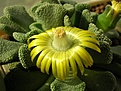 Нажмите на изображение для увеличения.

Название:	Titanopsis_calcarea.JPG
Просмотров:	130
Размер:	146.8 Кб
ID:	321152