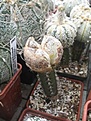 Нажмите на изображение для увеличения.

Название:	IMG_6365.JPG
Просмотров:	315
Размер:	35.9 Кб
ID:	321175