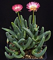 Нажмите на изображение для увеличения.

Название:	Cephalophyllum_caespitosum_Bittefontein_IMG_8720.jpg
Просмотров:	132
Размер:	103.1 Кб
ID:	321220