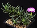 Нажмите на изображение для увеличения.

Название:	Cephalophyllum_subulatoides_FtUniondale_IMG_8757.jpg
Просмотров:	133
Размер:	90.1 Кб
ID:	321269