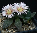 Нажмите на изображение для увеличения.

Название:	Aloinopsis_rubrolineata_IMG_8771.jpg
Просмотров:	123
Размер:	129.3 Кб
ID:	321271