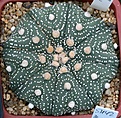 Нажмите на изображение для увеличения.

Название:	Astrophytum_asyerias_Gonsales-star_IMG_8734.jpg
Просмотров:	284
Размер:	114.2 Кб
ID:	321273