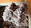 Нажмите на изображение для увеличения.

Название:	Astrophytum asterias SK-DH_.JPG
Просмотров:	320
Размер:	84.6 Кб
ID:	321286