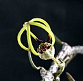 Нажмите на изображение для увеличения.

Название:	Ceropegia adriane_Fl_10.111.JPG
Просмотров:	1004
Размер:	50.9 Кб
ID:	321293