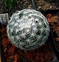 Нажмите на изображение для увеличения.

Название:	Mammillaria candida_7y_8.11.JPG
Просмотров:	575
Размер:	159.2 Кб
ID:	321300