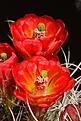 IMG_4797.jpg