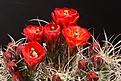 IMG_4795.jpg