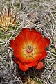 IMG_0950.jpg