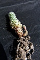Нажмите на изображение для увеличения.

Название:	Pediocactus knowlonii SB304_8.11.JPG
Просмотров:	1034
Размер:	122.5 Кб
ID:	321363