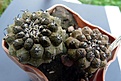 Нажмите на изображение для увеличения.

Название:	Copiapoa hypogaea Lizard Skin 11.07-7.10.JPG
Просмотров:	390
Размер:	85.9 Кб
ID:	321397