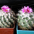 Нажмите на изображение для увеличения.

Название:	Gymnocactus_viereckii_Lau1159_1512x512.jpg
Просмотров:	166
Размер:	209.1 Кб
ID:	321404