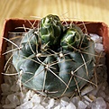 Нажмите на изображение для увеличения.

Название:	Gymnocalycium_andreae_4512x512.jpg
Просмотров:	127
Размер:	207.8 Кб
ID:	321409