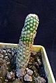Нажмите на изображение для увеличения.

Название:	Echinocereus reichenbachii MAO-0005_4y_8.11.JPG
Просмотров:	411
Размер:	137.7 Кб
ID:	321457