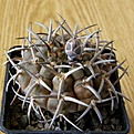 Нажмите на изображение для увеличения.

Название:	Gymnocalycium_asterium_paucispinum_4512x512.jpg
Просмотров:	135
Размер:	216.6 Кб
ID:	321513