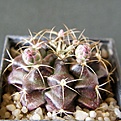 Нажмите на изображение для увеличения.

Название:	Gymnocalycium_damsii_512x511.jpg
Просмотров:	142
Размер:	205.6 Кб
ID:	321517