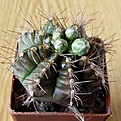 Нажмите на изображение для увеличения.

Название:	Gymnocalycium_damsii_torulosum_3512x512.jpg
Просмотров:	157
Размер:	217.4 Кб
ID:	321519