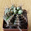 Нажмите на изображение для увеличения.

Название:	Gymnocalycium_damsii_torulosum_3512x512.jpg
Просмотров:	143
Размер:	217.4 Кб
ID:	321519