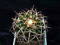 Нажмите на изображение для увеличения.

Название:	Discocactus subviridigriseus HU438_7.11.JPG
Просмотров:	335
Размер:	106.3 Кб
ID:	321559