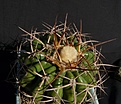 Нажмите на изображение для увеличения.

Название:	Discocactus subviridigriseus HU438_7y_8.11.JPG
Просмотров:	354
Размер:	105.5 Кб
ID:	321560