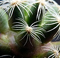Нажмите на изображение для увеличения.

Название:	Mammillaria roszekii_7.111.JPG
Просмотров:	833
Размер:	82.7 Кб
ID:	321607