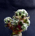 Нажмите на изображение для увеличения.

Название:	Mammillaria roszekii_7.11.JPG
Просмотров:	820
Размер:	138.5 Кб
ID:	321608