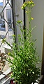 Нажмите на изображение для увеличения.

Название:	Kalanchoe_laciniata.jpg
Просмотров:	316
Размер:	179.4 Кб
ID:	321651