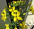Нажмите на изображение для увеличения.

Название:	Kalanchoe_laciniata1.jpg
Просмотров:	312
Размер:	87.1 Кб
ID:	321652