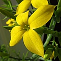 Нажмите на изображение для увеличения.

Название:	Kalanchoe_laciniata2.jpg
Просмотров:	322
Размер:	79.6 Кб
ID:	321653