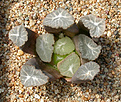 Нажмите на изображение для увеличения.

Название:	Haworthia_maughanii_Japan.jpg
Просмотров:	103
Размер:	178.5 Кб
ID:	321654