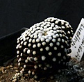 Нажмите на изображение для увеличения.

Название:	Mammillaria luethyi_9.11.JPG
Просмотров:	183
Размер:	118.4 Кб
ID:	321680