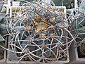 Нажмите на изображение для увеличения.

Название:	Gymnocalycium_cardenasianum_080_3.JPG
Просмотров:	190
Размер:	236.5 Кб
ID:	321758