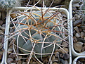 Нажмите на изображение для увеличения.

Название:	Gymnocalycium_cardenasianum_JO193_280_3.JPG
Просмотров:	172
Размер:	219.5 Кб
ID:	321759