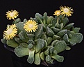 Нажмите на изображение для увеличения.

Название:	Aloinopsis_luckhoffii_Brakfontein_IMG_9316.jpg
Просмотров:	139
Размер:	118.5 Кб
ID:	321817