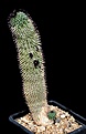 Нажмите на изображение для увеличения.

Название:	Trichocaulon_piliferum_IMG_9633.jpg
Просмотров:	218
Размер:	86.6 Кб
ID:	321988