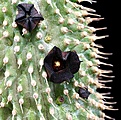 Нажмите на изображение для увеличения.

Название:	Trichocaulon_piliferum_IMG_9637.jpg
Просмотров:	217
Размер:	173.6 Кб
ID:	321989