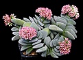 Нажмите на изображение для увеличения.

Название:	Crassula_cv_MorgansBeauty_IMG_9617.jpg
Просмотров:	296
Размер:	132.8 Кб
ID:	321990