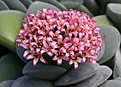Нажмите на изображение для увеличения.

Название:	Crassula_cv_MorgansBeauty_IMG_9625.jpg
Просмотров:	316
Размер:	142.3 Кб
ID:	321991