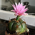 Нажмите на изображение для увеличения.

Название:	Gymnocalycium_denudatum_Jan_Suba_512x512.jpg
Просмотров:	142
Размер:	165.4 Кб
ID:	322013