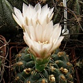 Нажмите на изображение для увеличения.

Название:	Gymnocalycium_erinaceum_512x512.jpg
Просмотров:	153
Размер:	189.7 Кб
ID:	322014
